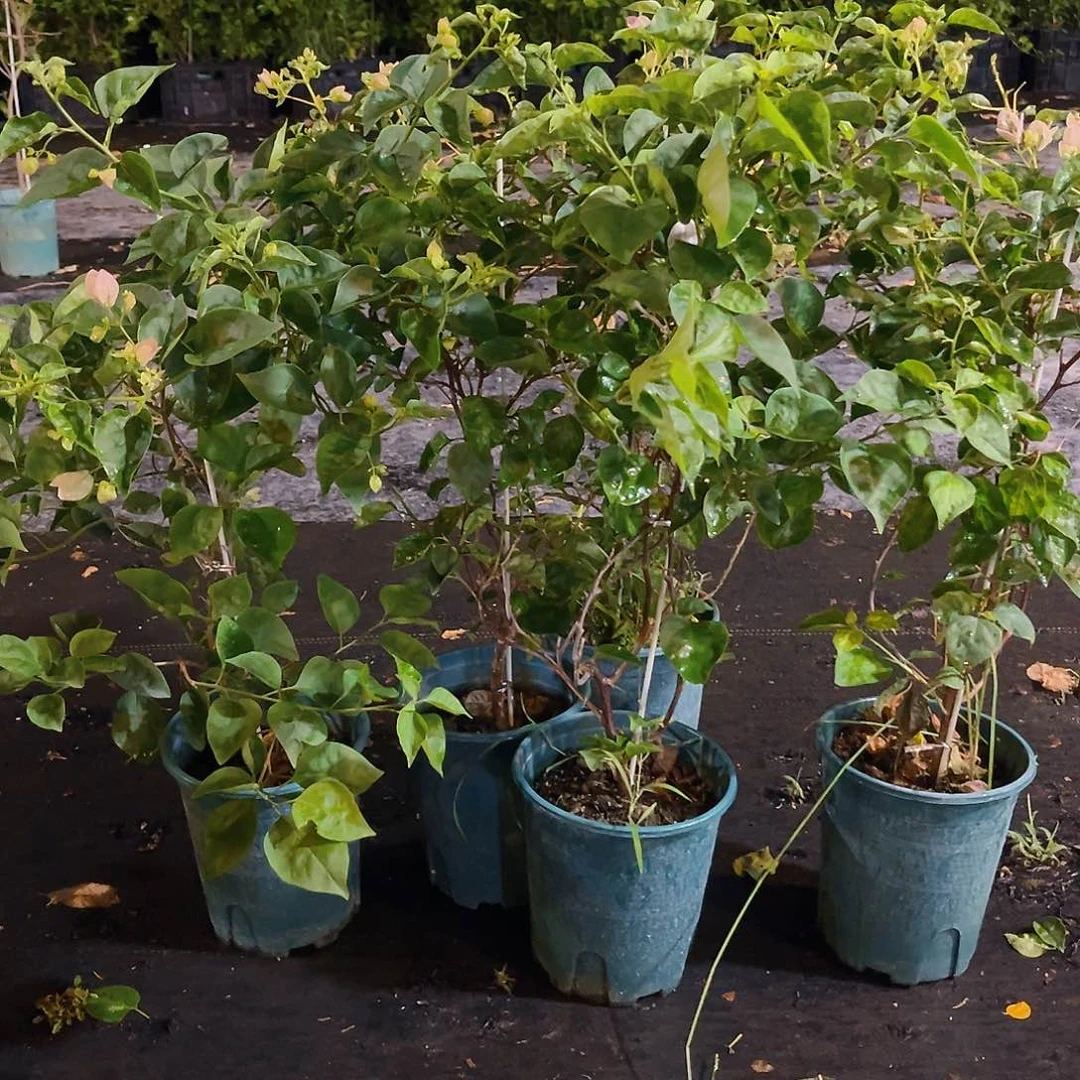 当前无花栽培后可以开花五宝带竹一颗