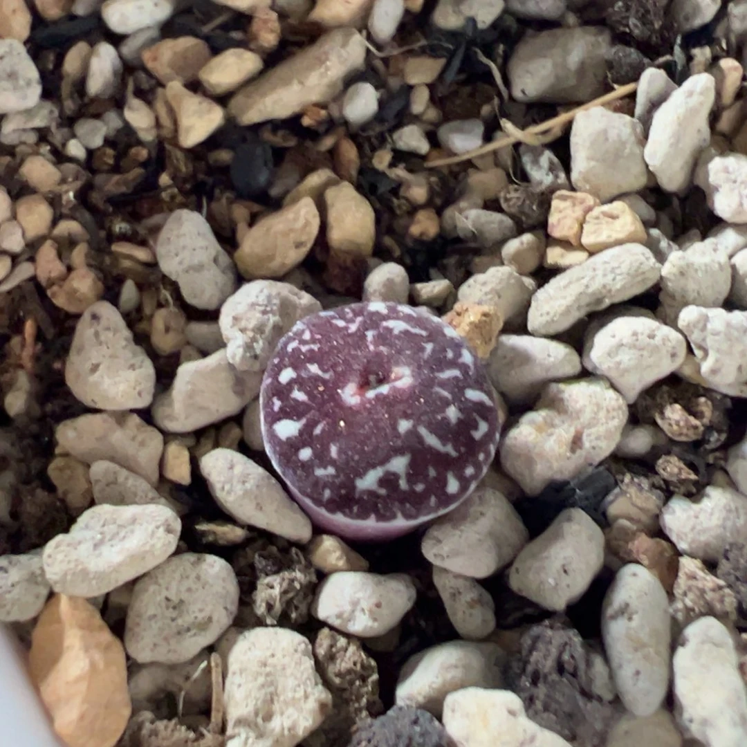 彦****黑洞后代多肉植物特特