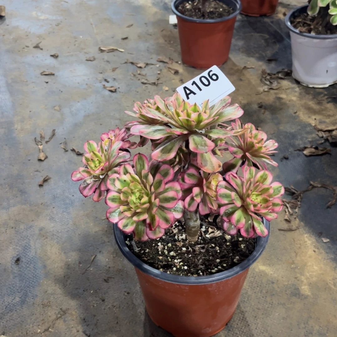 多肉植物白月光106多肉