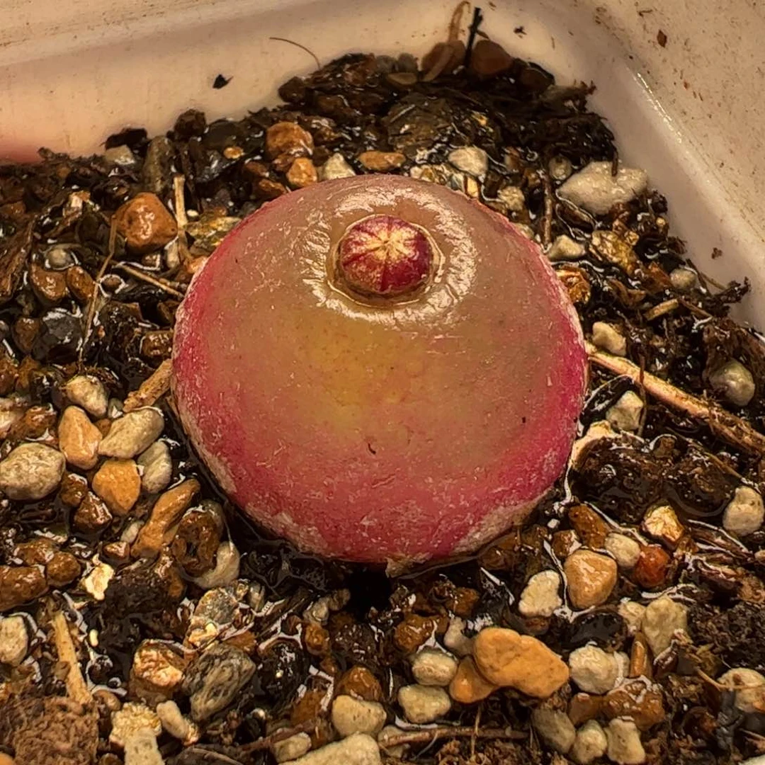 011多肉植物百科