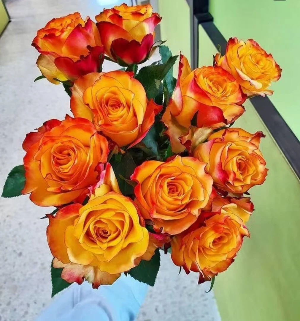 新闻快讯月季中苗四季切花