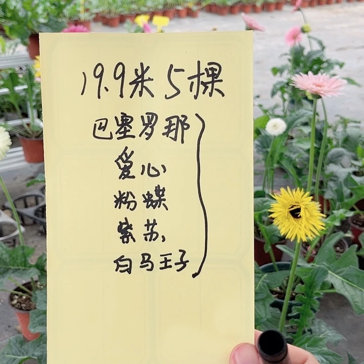 无花朵福利组合巴塞爱心粉蝶紫苏白马