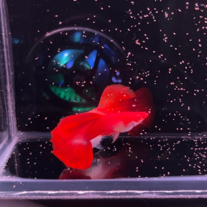 孔雀鱼血红种鱼1对