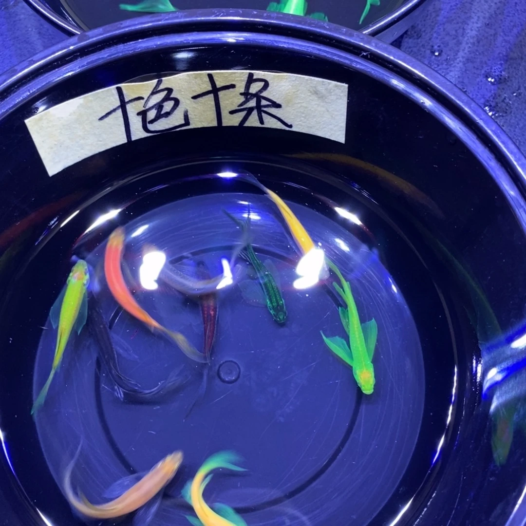 海水鱼包邮包损到家