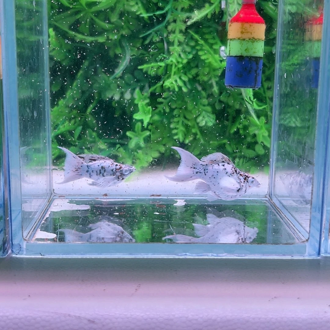 黑玛丽鱼316号玛丽1对