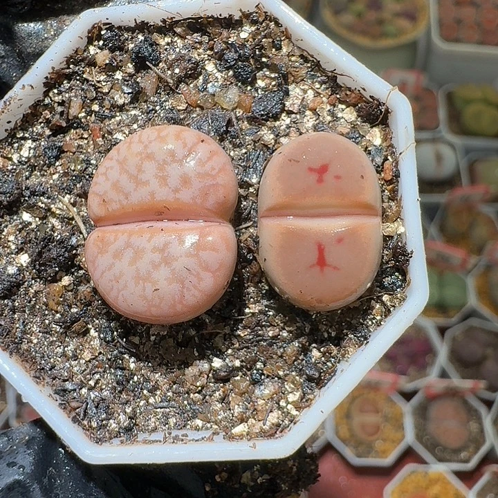 生石花2:：：：。  568号