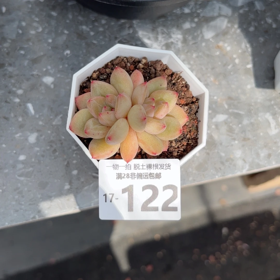 小粉象多肉多肉多肉