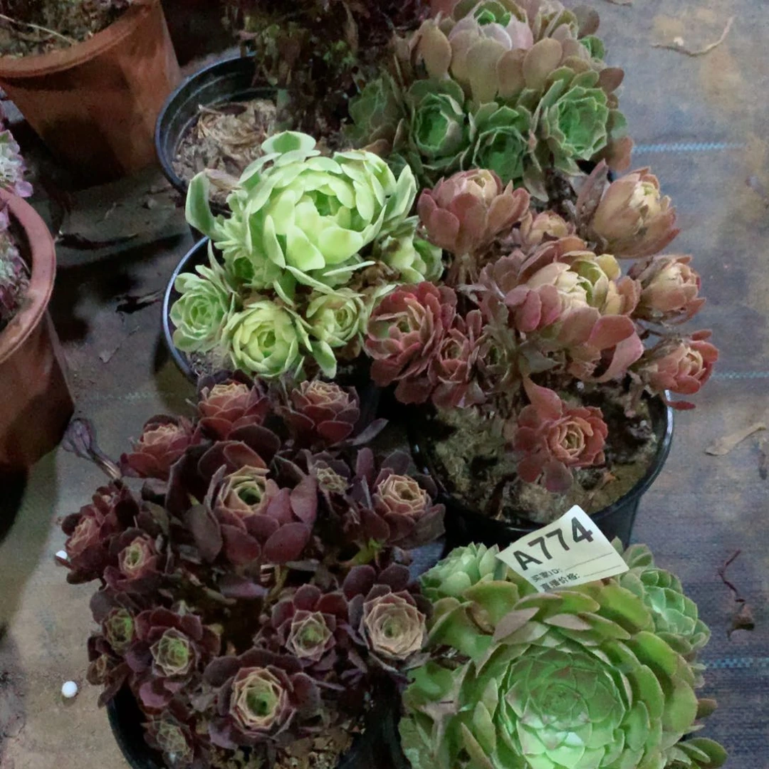 ?**娃组合小法师6颗774