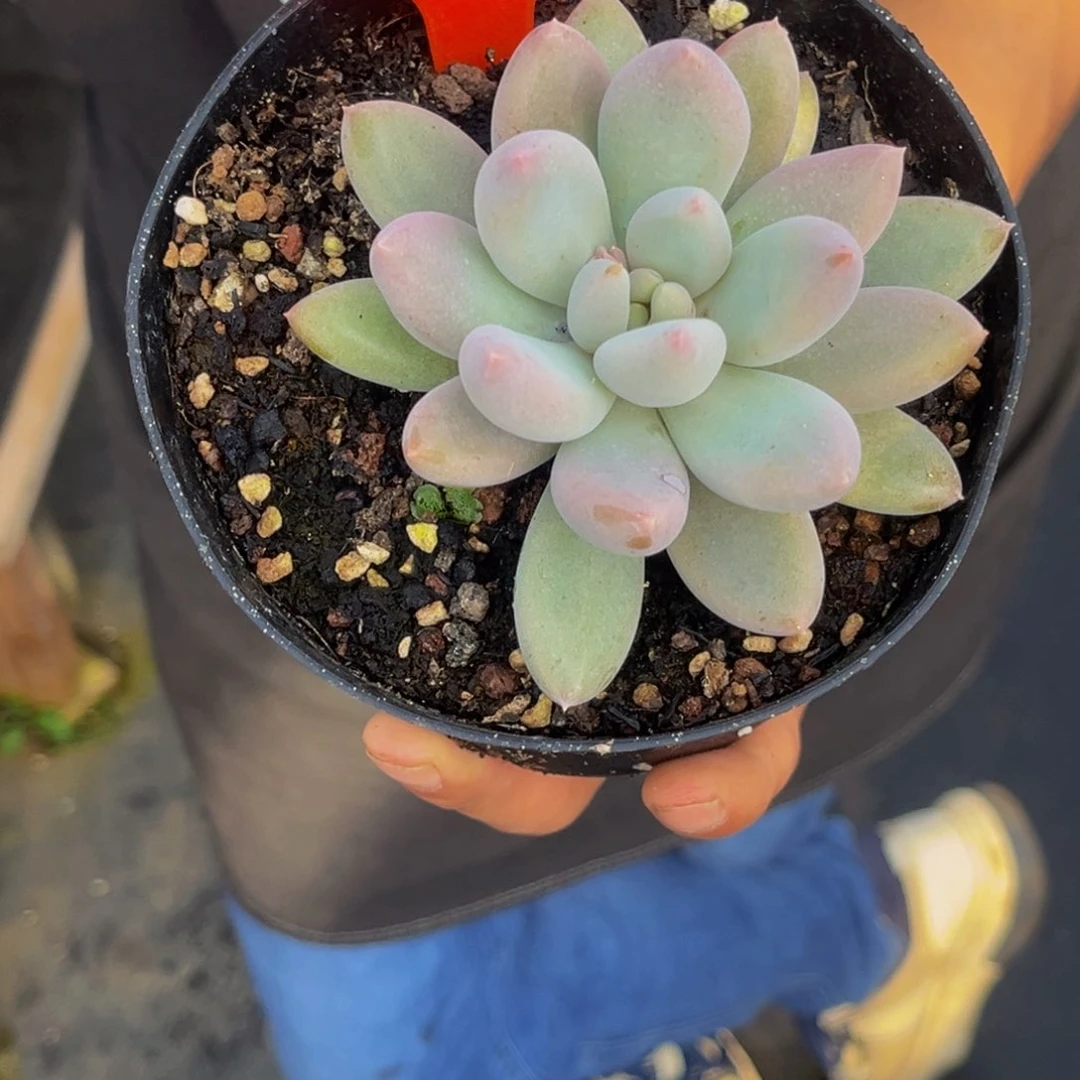 2317号上午肉植物群生多肉