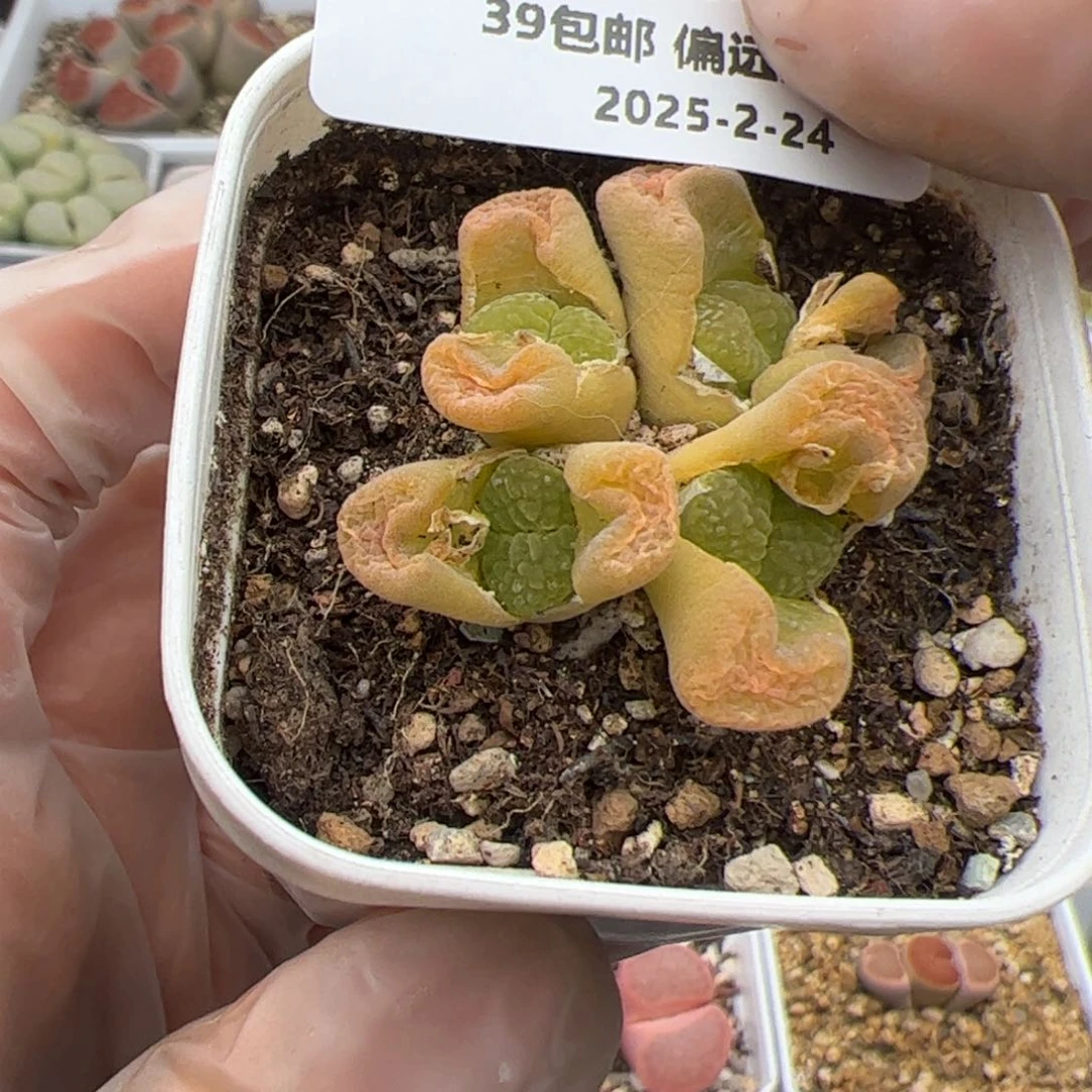 0239号风铃多肉植物