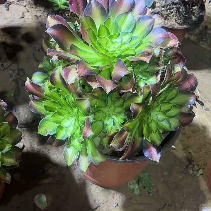 韶华一颗脱土发货8.8