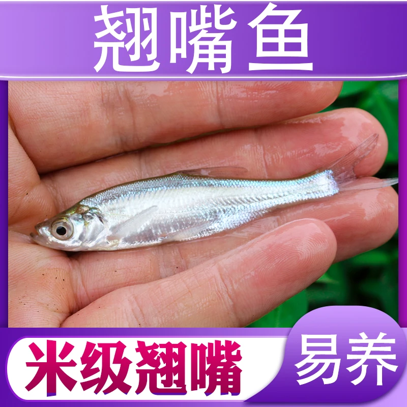 翘嘴鱼小鱼四川发货淡水养殖食用观赏均可中上层鱼