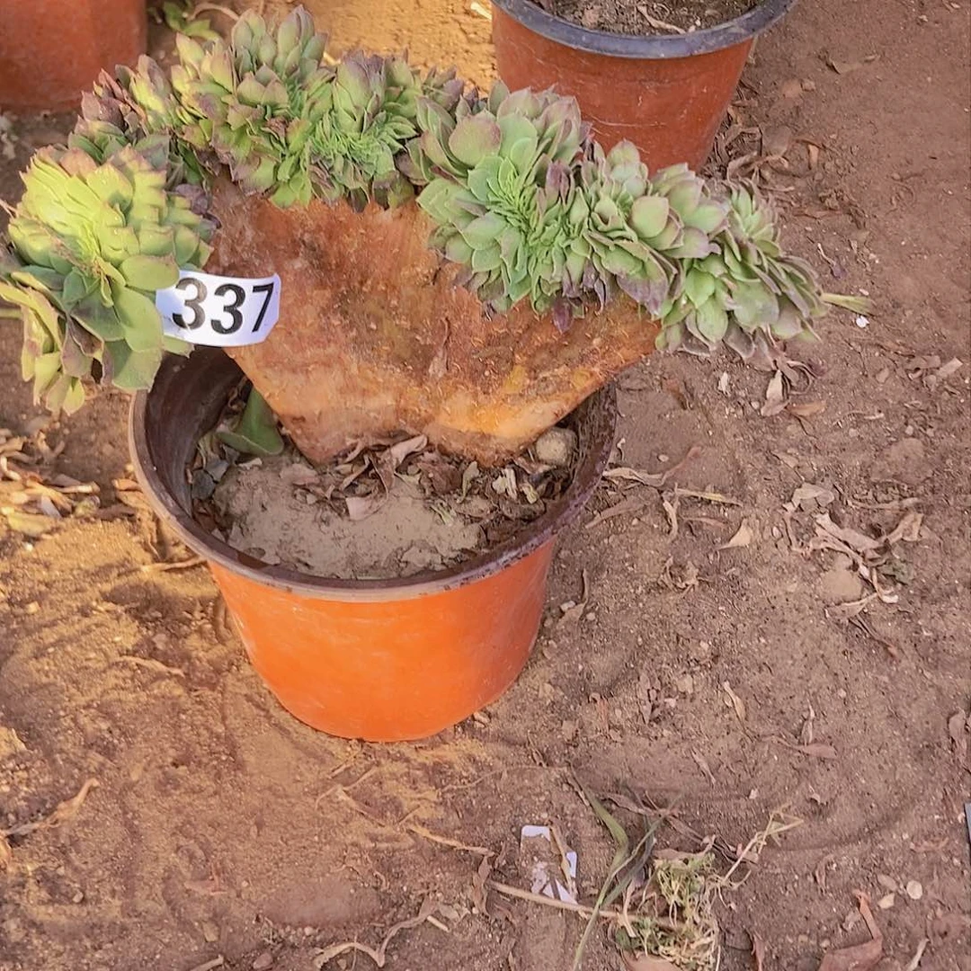 337万缀老板子法师缀老板子