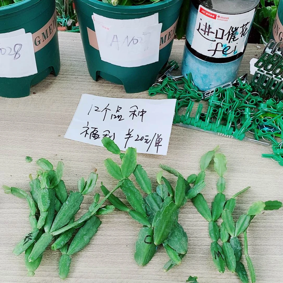 感***生无花朵叶片隧单➕5元