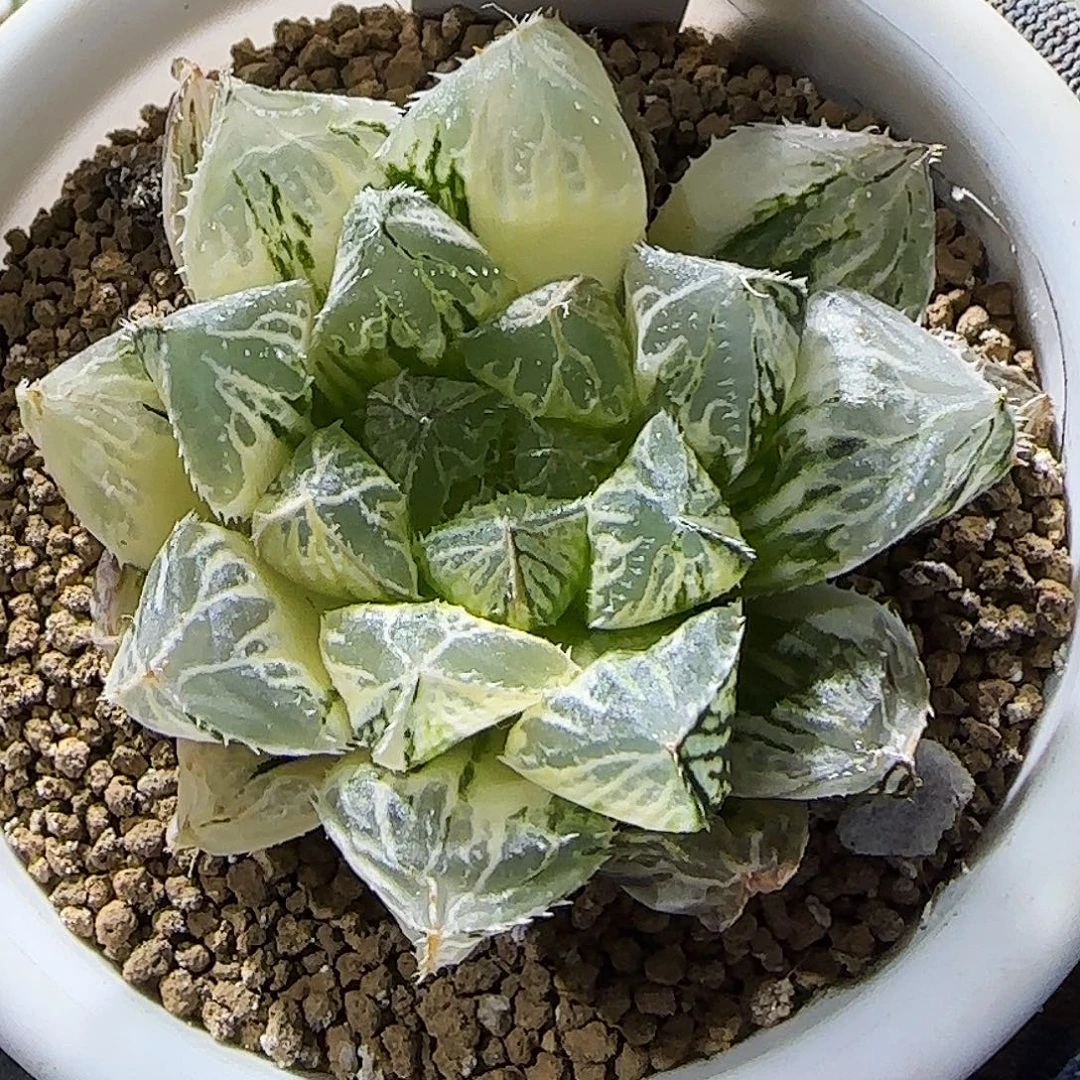 306号大叶楼兰锦 6.5 厘米左右一物一拍带盆发货