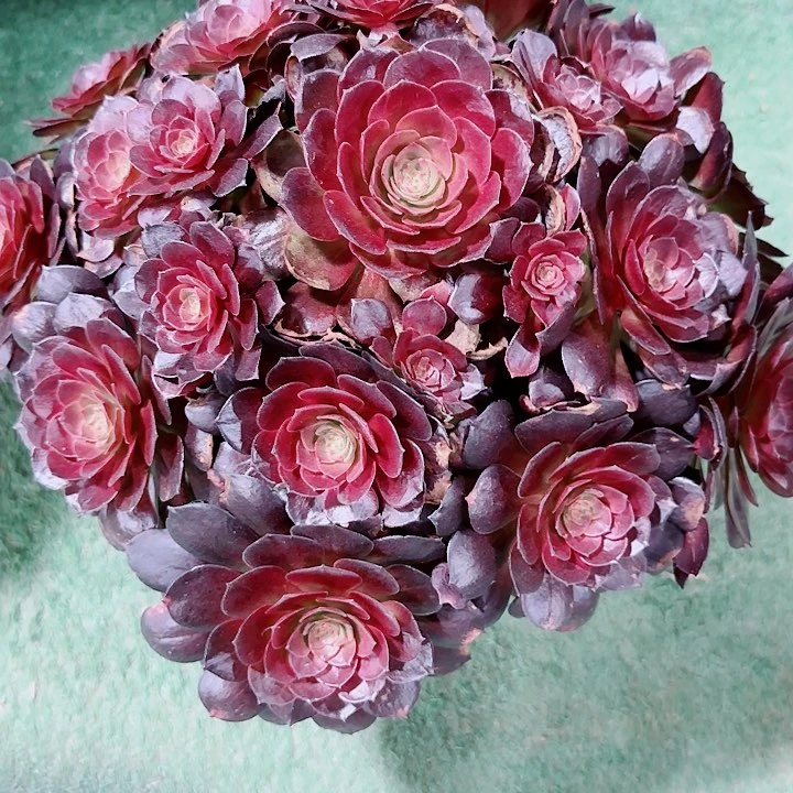 法师好看也好养赤焰连