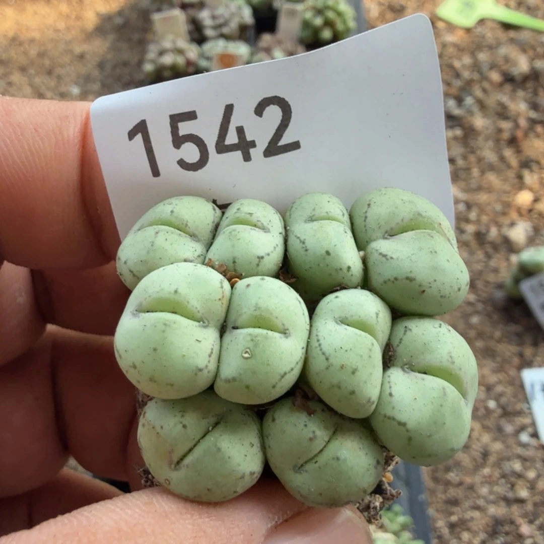 1***9多肉植物多肉多肉