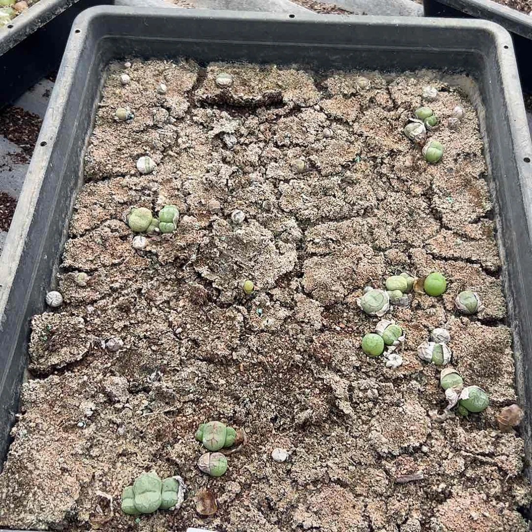 清框脱土发无售后默认有疤。  519