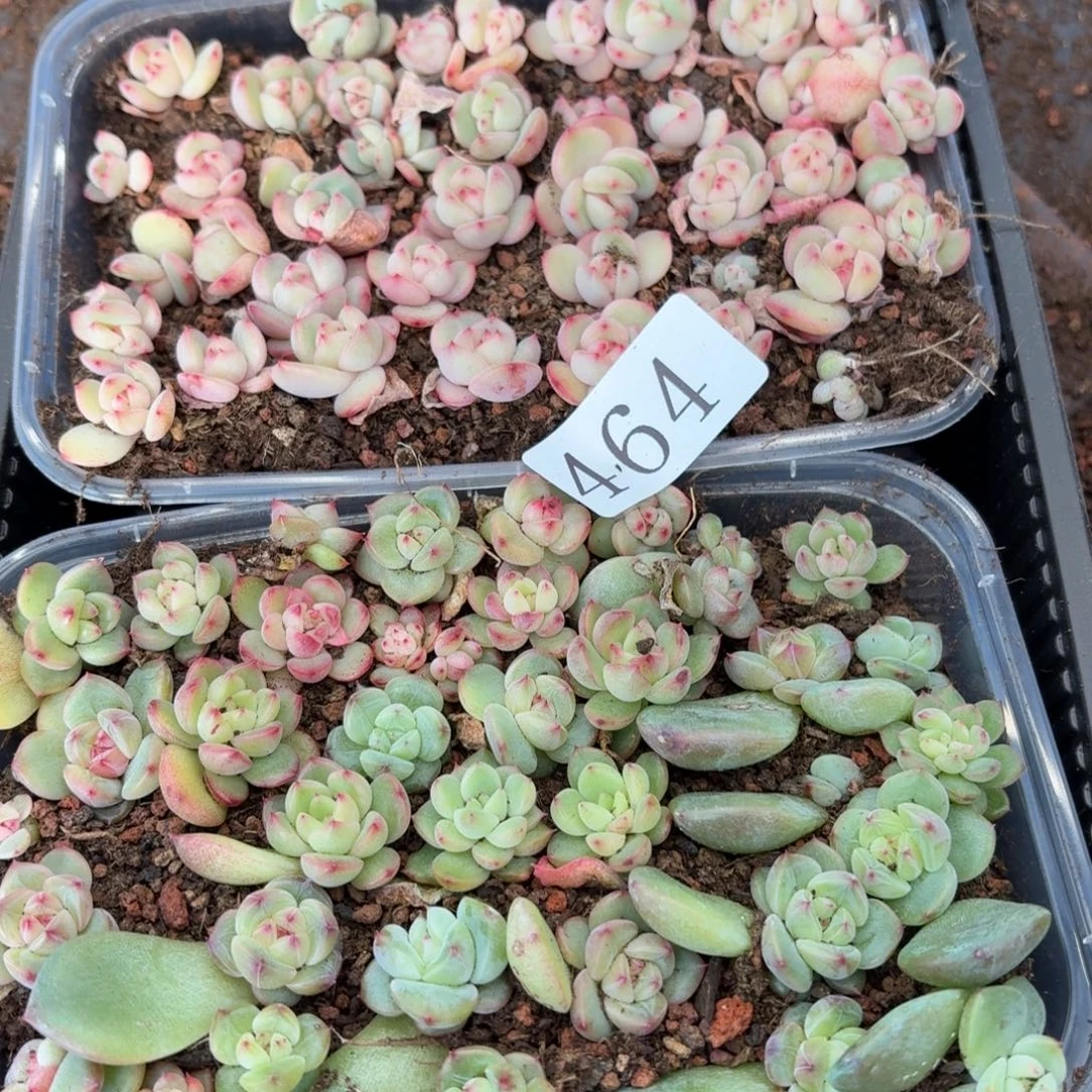 囡***囝多肉植物多肉植物474