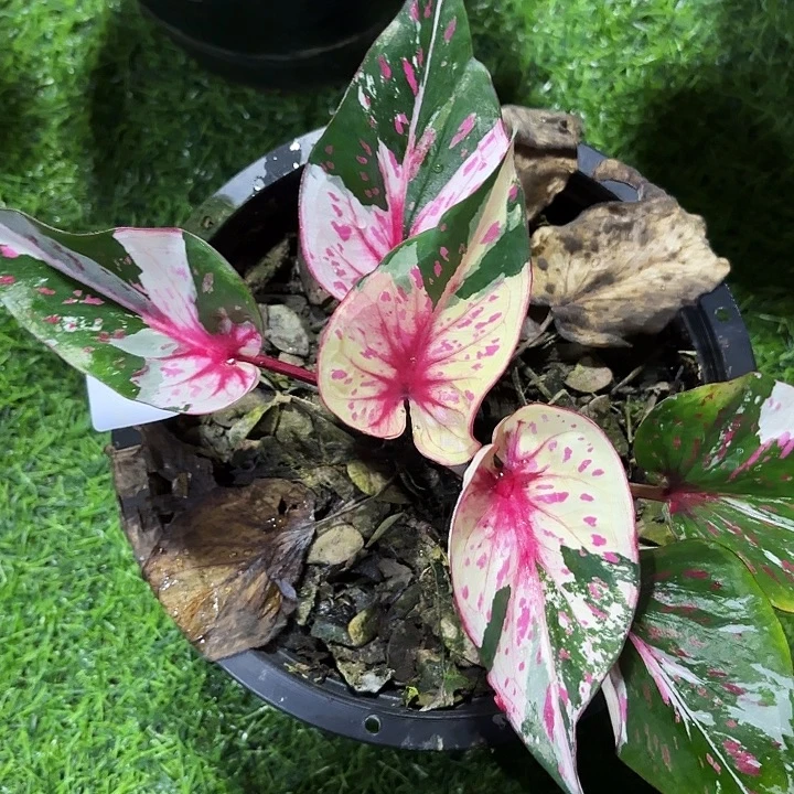 34-1008彩叶芋泰国发