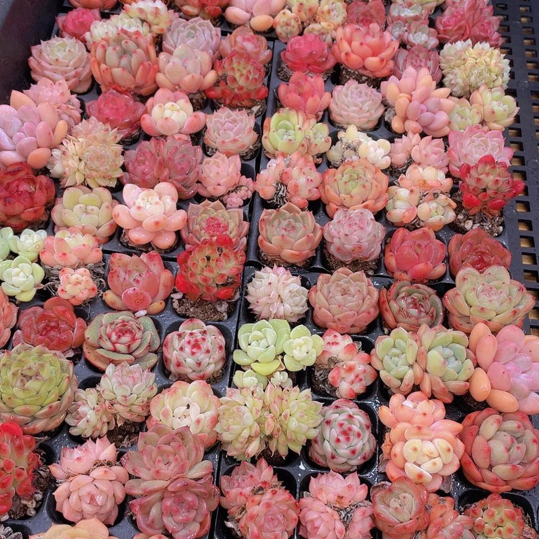 量拍71号 精品小可爱组合多肉20个