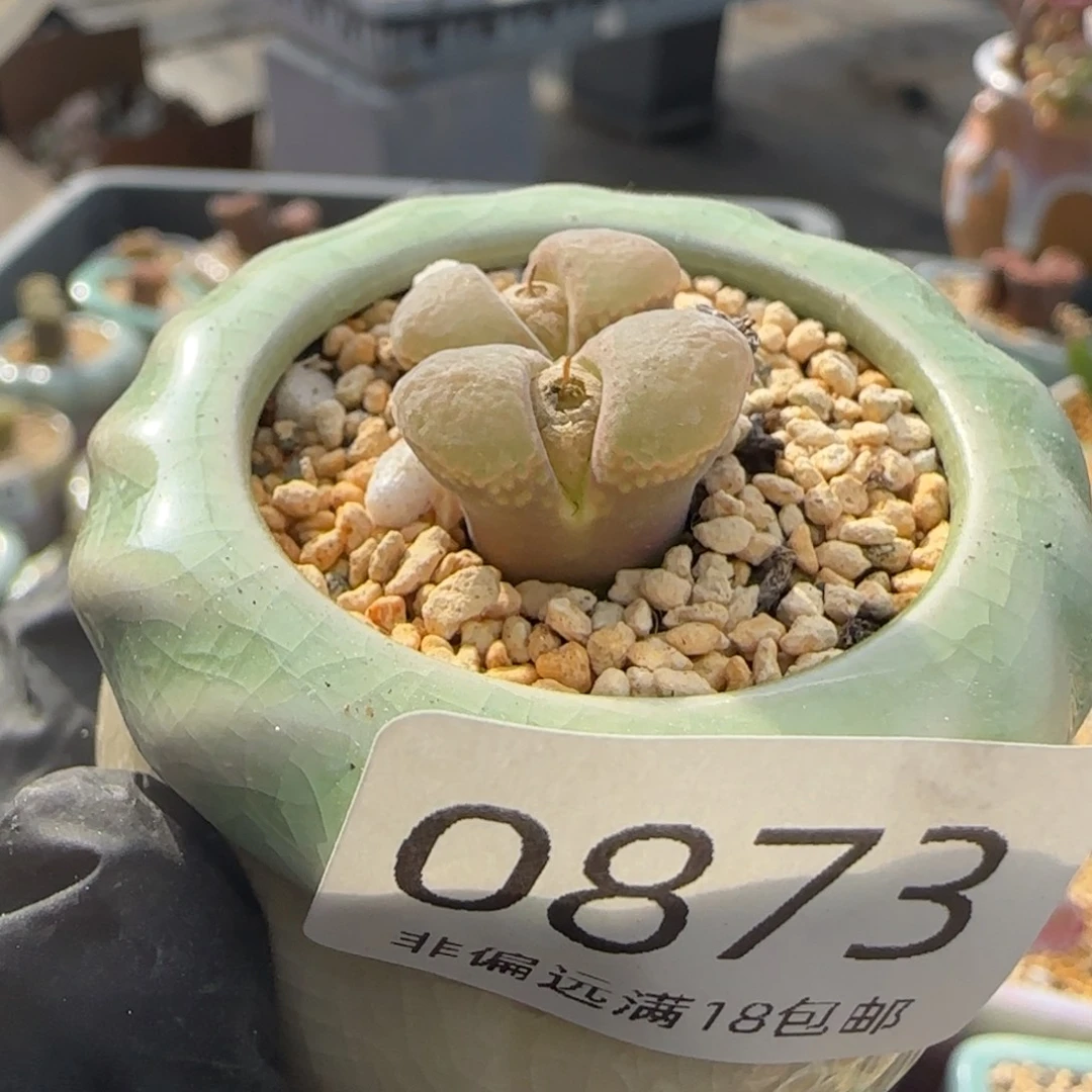 0873-一物一拍 带盆 粉樱