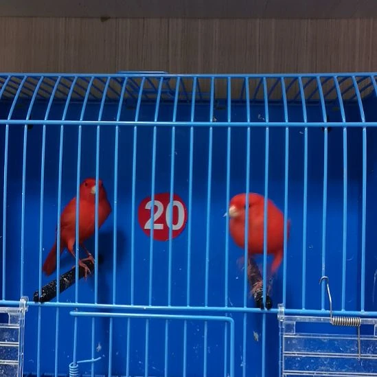 *****虎皮鹦鹉虎皮鹦鹉大红袍一公