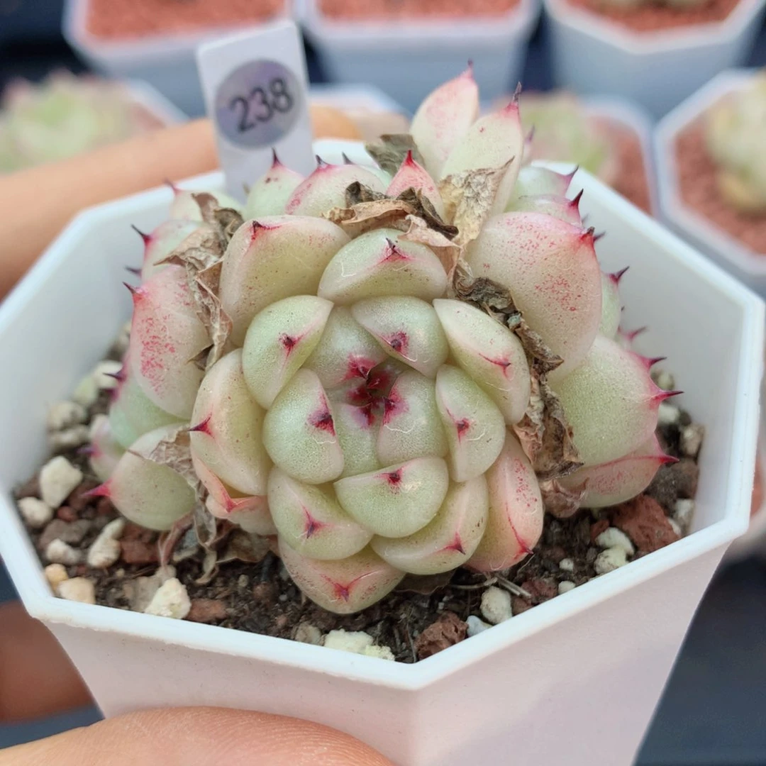 麦秆58包邮  群生不包整238