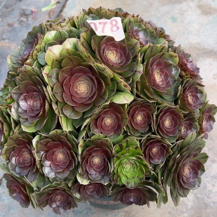 078万拉丝朵朵30厘米左右