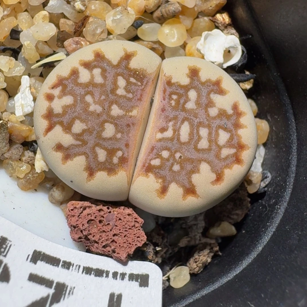 zzzz精品生石花1237