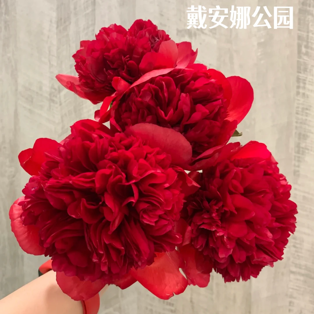 进口芍药【戴安娜公园】