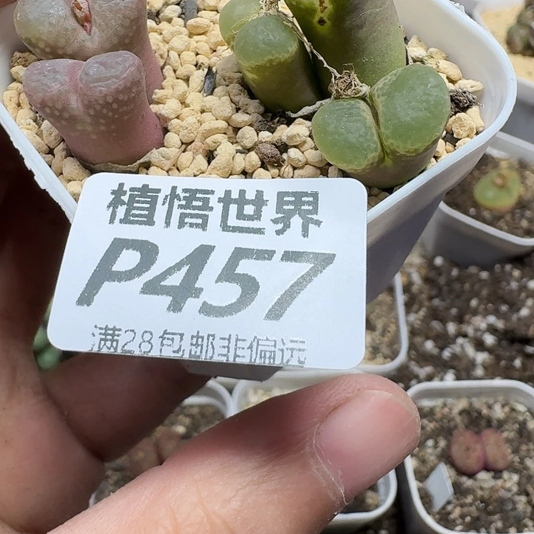 多肉植物的人生fgbn