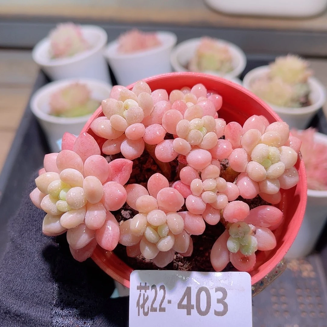 花利美22-403洛可可