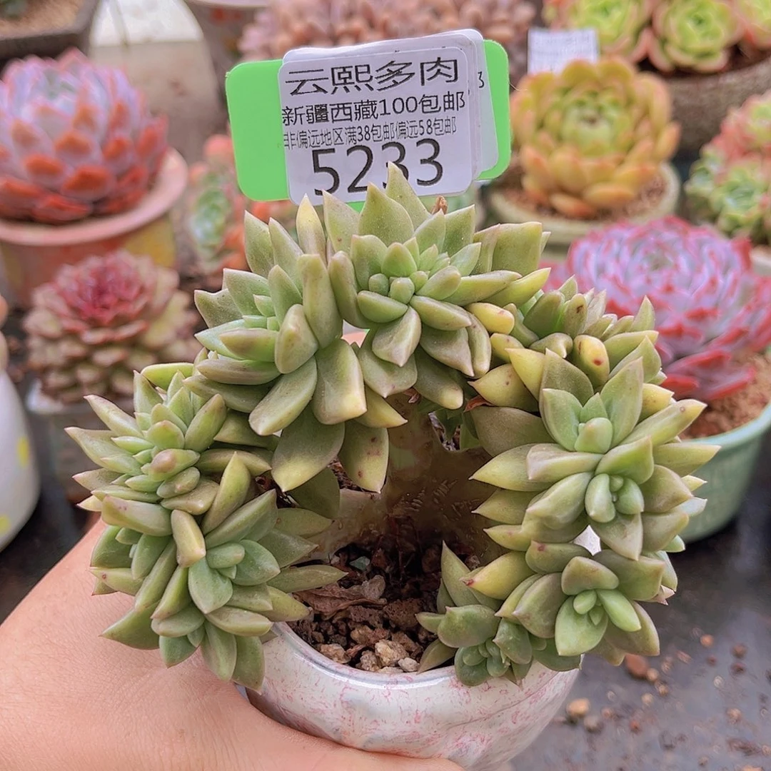 5233黄金表丽娜缀。