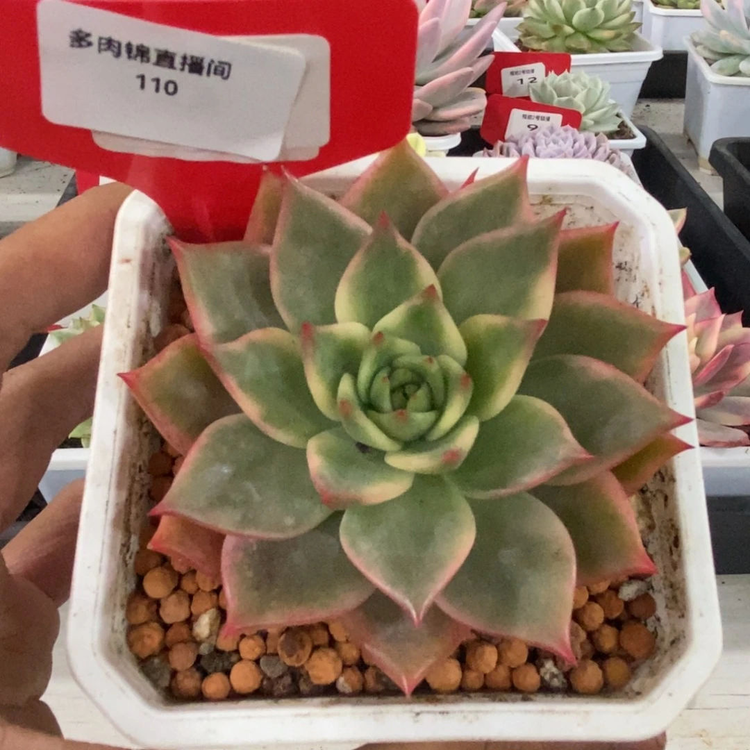 110卡梅拉锦多肉植物
