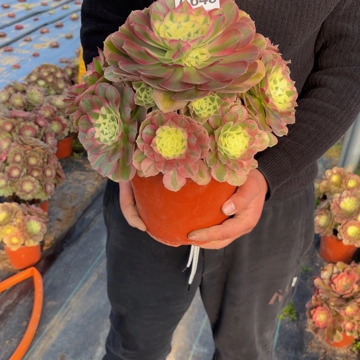 瑞妈，，。。。。。648绿体