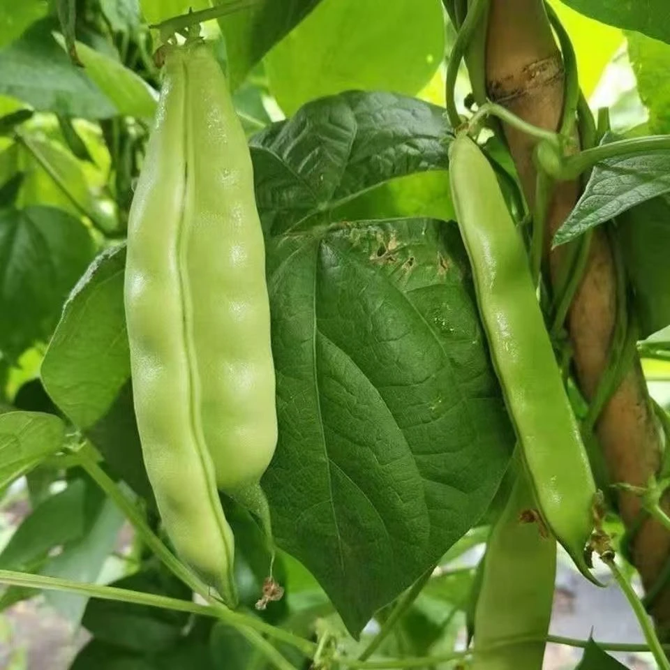 【九月青油豆角种子】四季种植盆栽地栽阳台小院种植