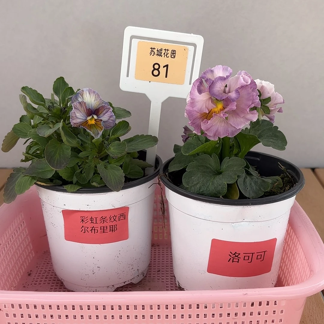 大部分开放少量花苞81