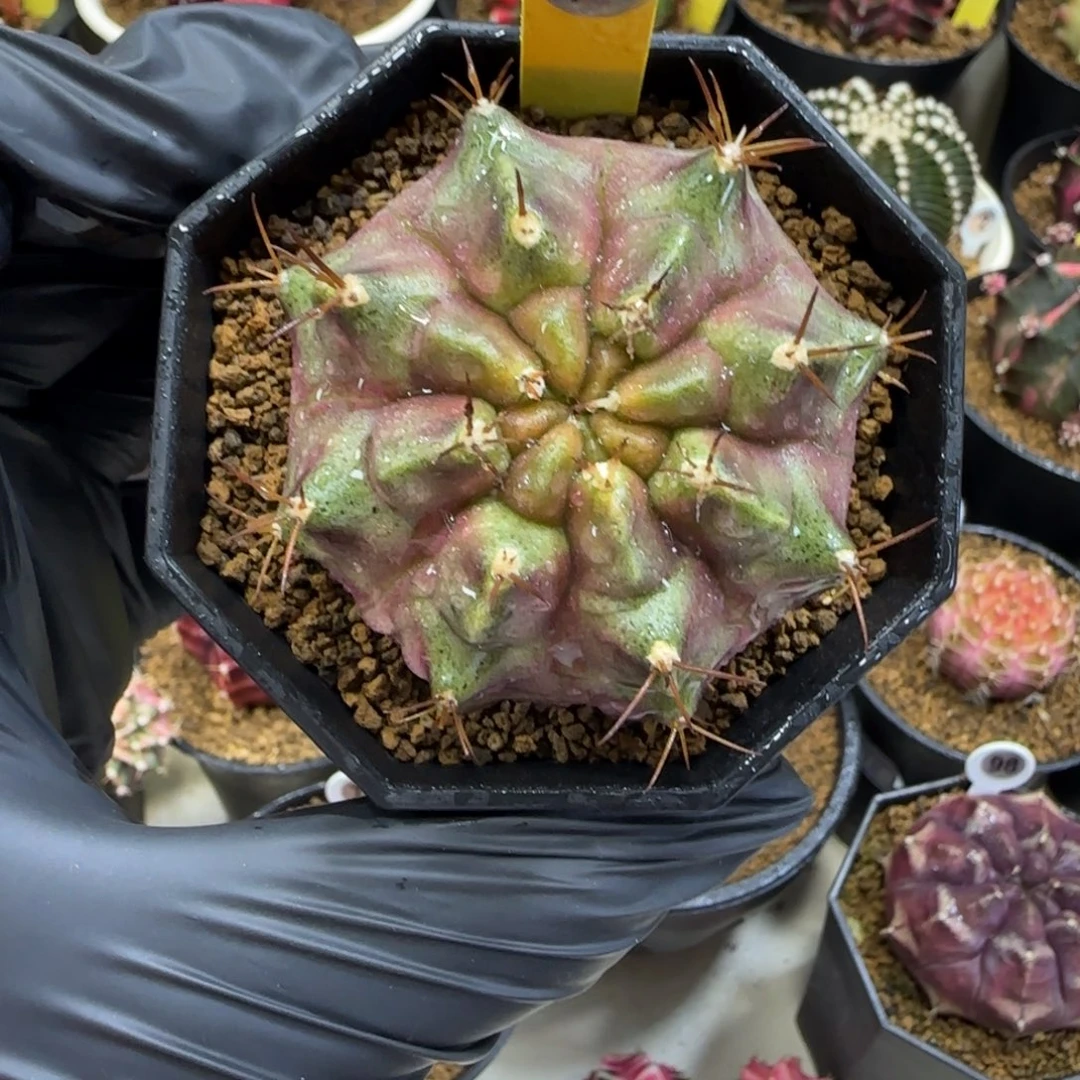 泰系名品侧芽紫色星云