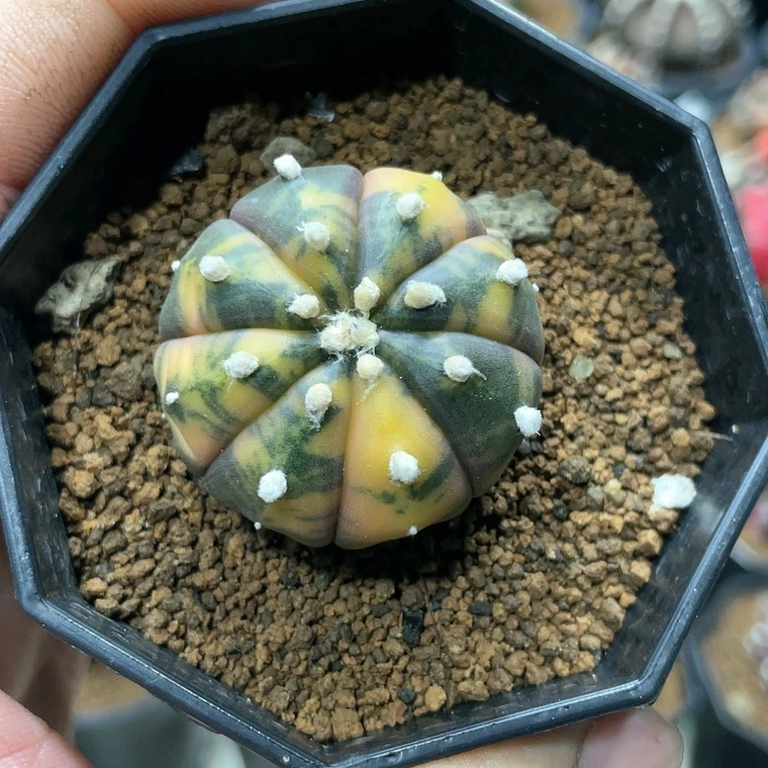 实生根系，紫皮兜锦