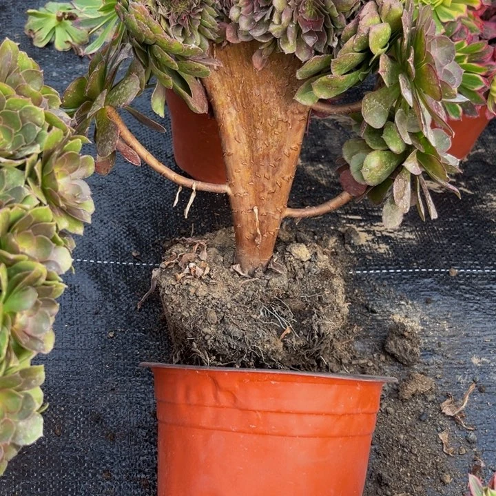 470多肉植物一物一拍