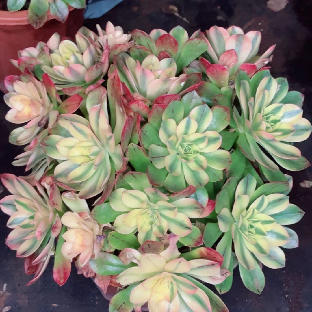 荷花多肉发货发货