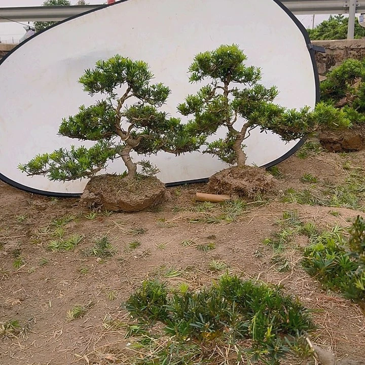 八***尊无花朵666666666666