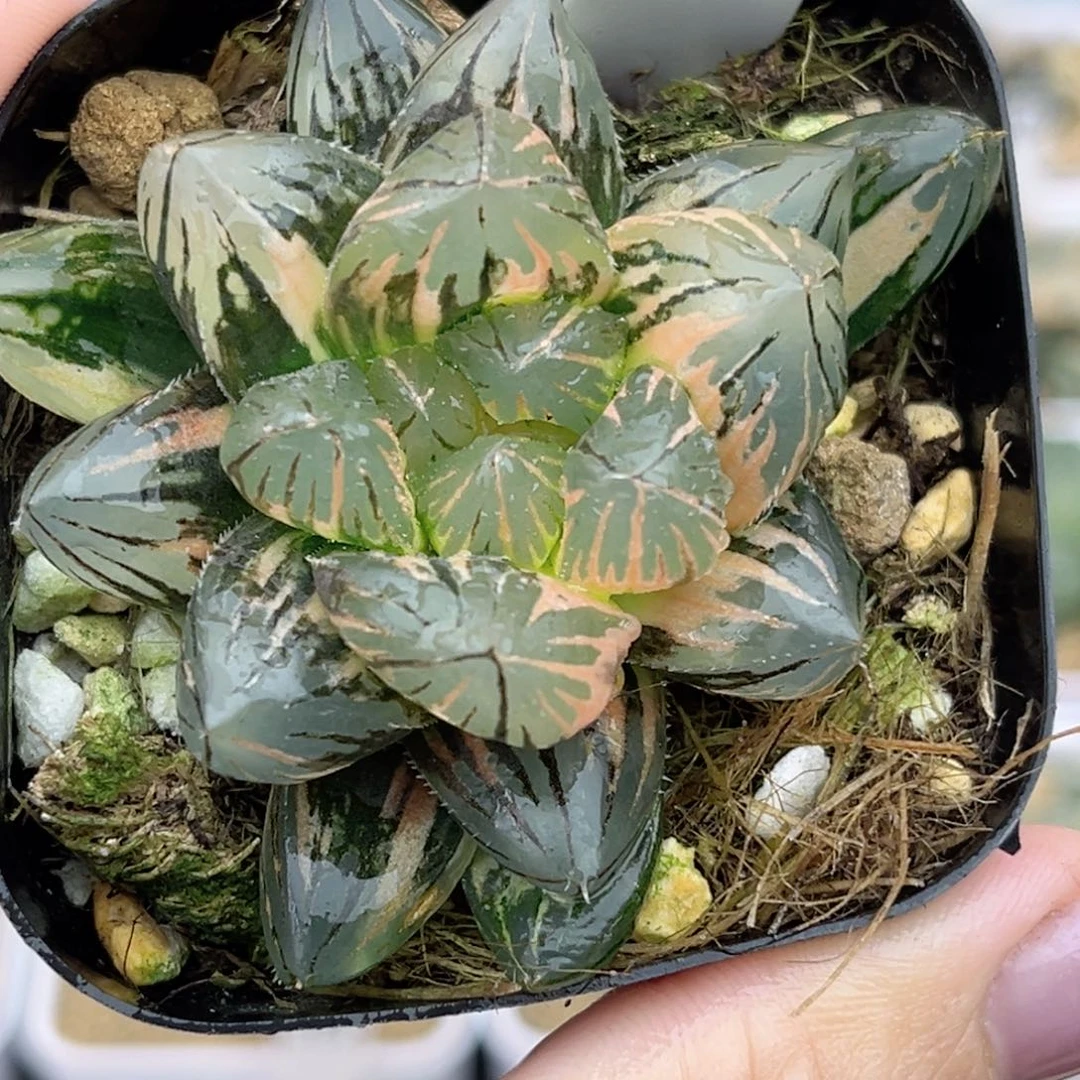 39龙爪玉露锦福利专场