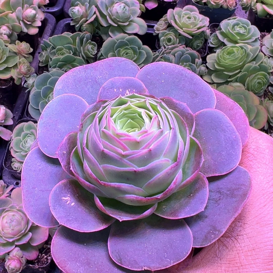 紫帕829山地玫瑰多肉