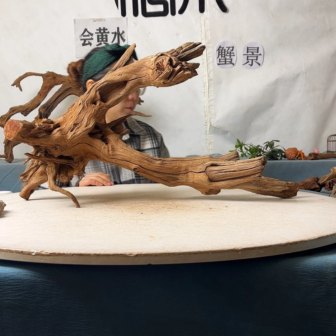 沉木造景寄居蟹造景