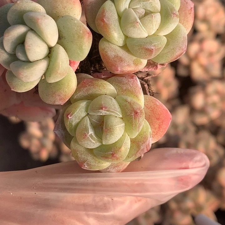 小脸冰玉 拍5发7颗 拍10发15颗 （满9.99包邮不满9.99发叶子）