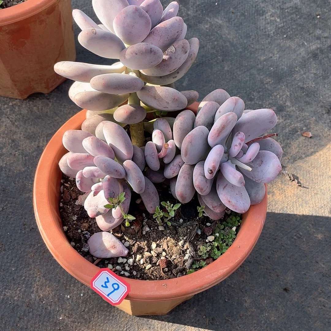 39大叶奶 一物一拍多肉