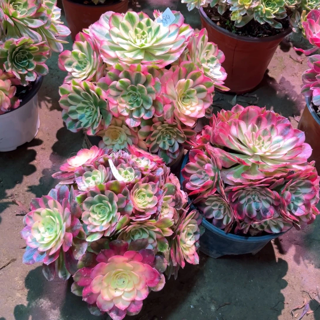 霸**姐多肉植物倾城2颗荔枝 384