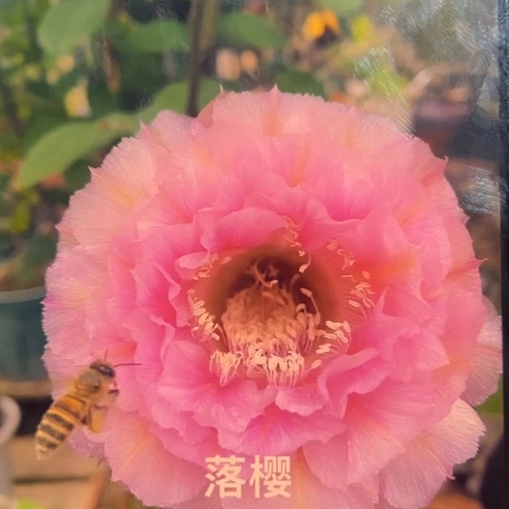 洛樱带根5公分左右